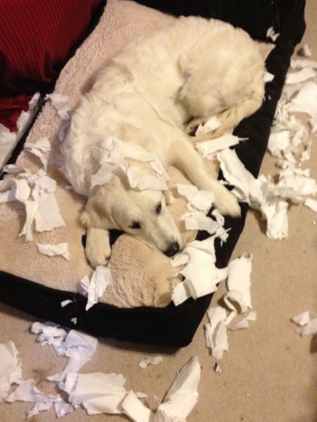 dog